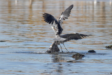 Douro river herons fighting