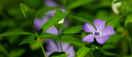 Vinca, periwinkle purple flower, blooming wildflowers in the meadow.