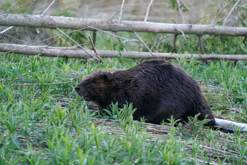 Beavers swimming, feeding, hugging, scratching and being loving including mutual grooming on riverbank on a beautiful spring evening
