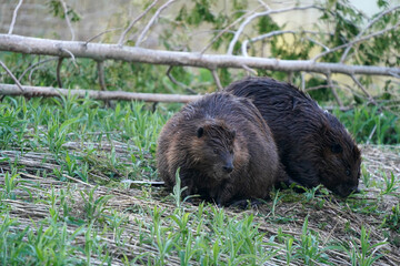 Beavers swimming, feeding, hugging, scratching and being loving including mutual grooming on...