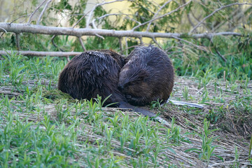 Beavers swimming, feeding, hugging, scratching and being loving including mutual grooming on...