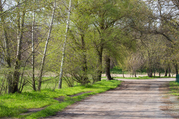 green forest with trees and grass, with paths