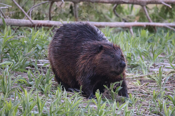 Beavers swimming, feeding, hugging, scratching and being loving including mutual grooming on riverbank on a beautiful spring evening
