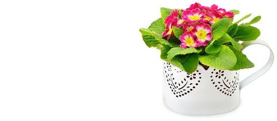 primrose in a flower pot isolated on white background. Free space for text. Wide photo .