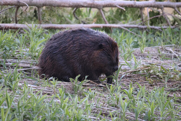 Beavers swimming, feeding, hugging, scratching and being loving including mutual grooming on...