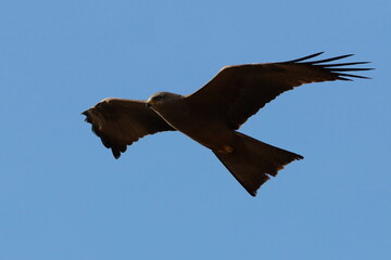 milan noir planant dans le ciel bleu