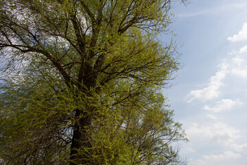 large crown of a tree against the sky
