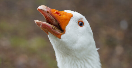 Portrait of an angry goose