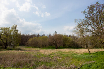 green forest with trees and grass, with paths