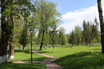 trees in the park