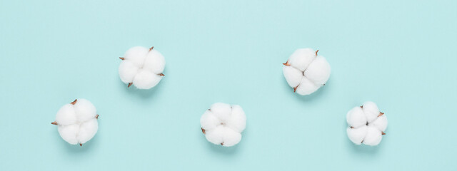Cotton flowers on pastel blue paper background. Beautiful floral composition. Banner. Top view, flat lay.