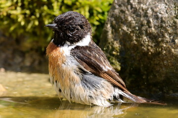 oiseau tarier patre prenant un bain