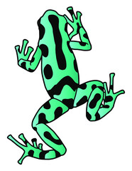 Little frog. Spotted poison dart frog. 