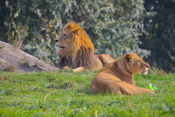 Fototapeta na wymiar lion and lioness at the zoo