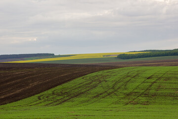 Obraz premium fields in spring