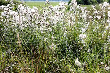 Thistle plant in field meadows. Feathery white seeds wind dispersal. Summer close-up background.