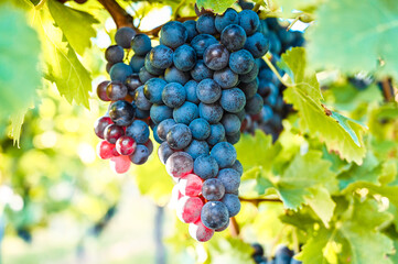 Close-up of ripe red grapes growing in a vineyard. The grapes are illuminated by golden sunlight.