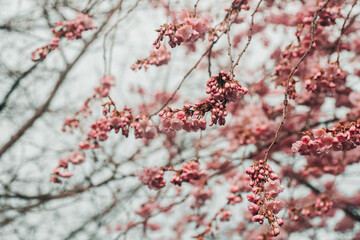 pink flowers of a tree blossoming early spring, with some still withered branches in the background, tree has flowers but no leaves yet