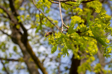 flowering branch with young leaves in spring
