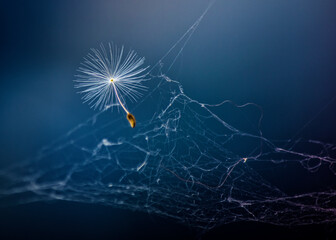 Tangled Dandelion Seed