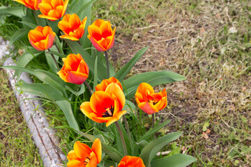yellow tulips planted in a row in the garden