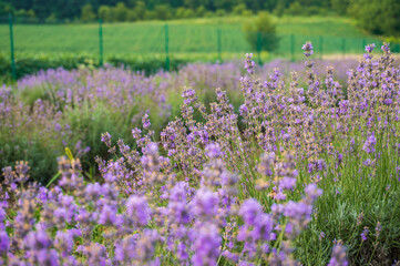 Field of blooming purple lavender