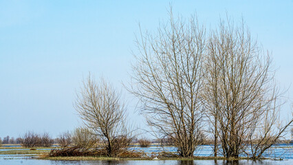 Flooded trees during a period of high water. Trees in water. Landscape with spring flooding of Pripyat River near Turov, Belarus.