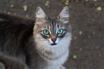 Naklejka na ściany i meble Portrait of a stray cat with very expressive eyes of blue aquamarine color shot from top to bottom. An animal or pet with unusual very beautiful eyes on the outside. High quality photo