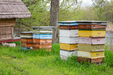 multicolored beehives, boxes-houses for bees in the forest near the river