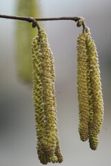 Kwiaty leszczyny  (Corylus avellana L.)