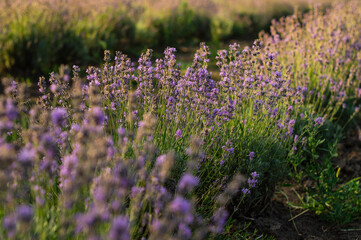 Fototapeta premium Blooming purple lavender field at sunset