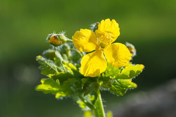 Blühendes Schöllkraut