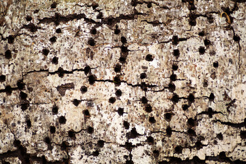 Woodpecker holes in wood texture