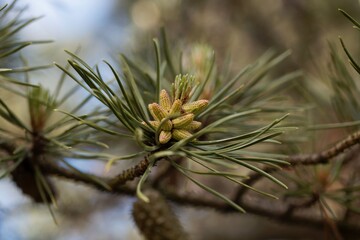 Naklejka na ściany i meble Flower of a twisted pine, Pinus contorta
