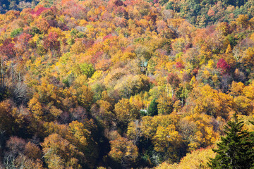 Fototapeta na wymiar Fall trees in full color
