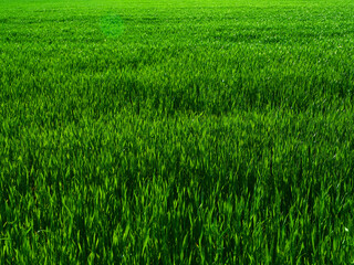 Fresh green grass background. Long fresh green grass texture background. Young green grass. lawn. Grass field ideal concept, green flooring. Natural carpet