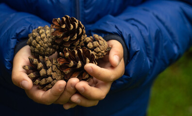 The child's hands are holding pine cones, a blue jacket in the background is green grass