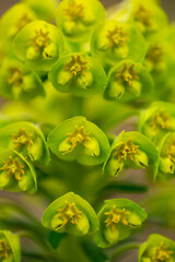 Mediterranean spurge flowers close up