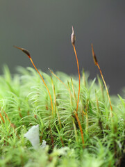 Wind-blown moss, also called fork moss, of the genus Dicranum