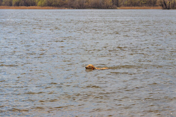 Cute labrador retriever puppy swimming in a river