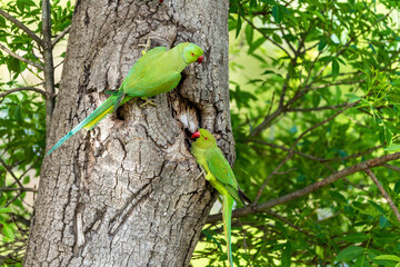 Rose-ringed parakeet ( Psittacula krameri ) in Yarkon Park on a spring morning, Ramat Gan, Israel.