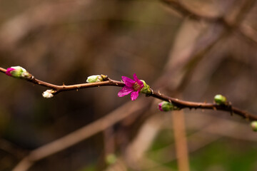 Small pink Salmonberry flower growing on a branch