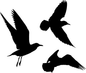 Obraz premium set of three seagulls black silhouettes