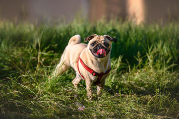 Obraz premium pug stands