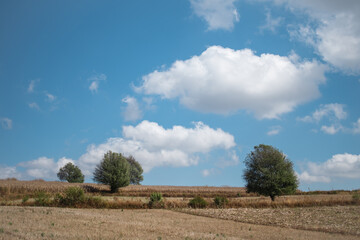 Obraz premium Agricultural rice and corn field under a blue sky in Myanmar