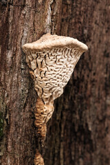 Daedalea quercina, known as the oak mazegill or maze-gill fungus, wild polypore from Finand