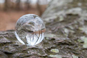 Glass bowl on tree