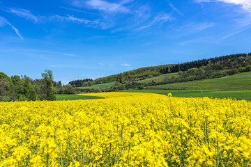 Yellow rapeseed field leading to the old stone farm on the background. France 2021