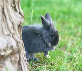 rabbit in the grass .
nature, animal, rabbit, small, gray, domestic, company, feline, eyes, cute, easter, fur, mammal, green, fluffy