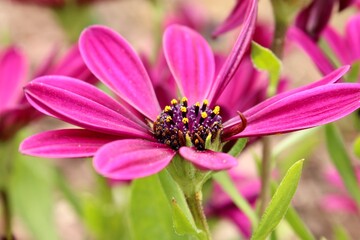 Fototapeta premium pink flower in the garden 